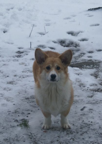 Hépire Des Totems Du Saskatchewan