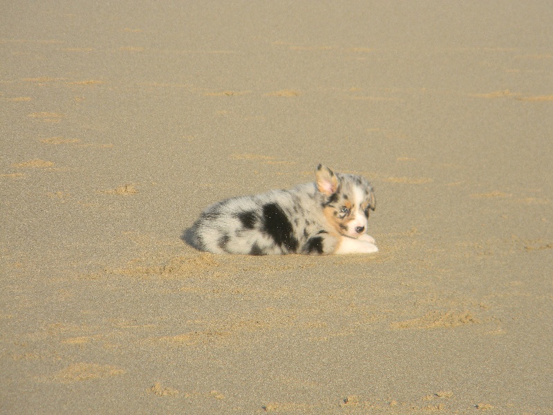 Chiots, première sortie à la plage.