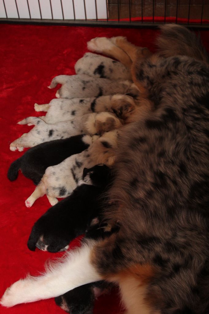 Chiot Berger Australien Des Totems Du Saskatchewan